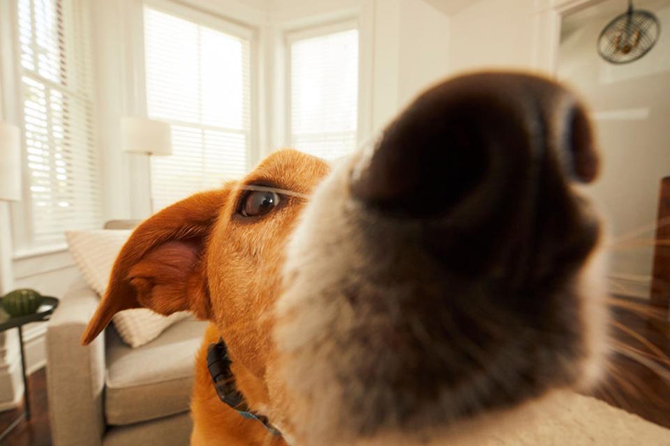 A close-up of a dog appearing on a Google Nest video doorbell.