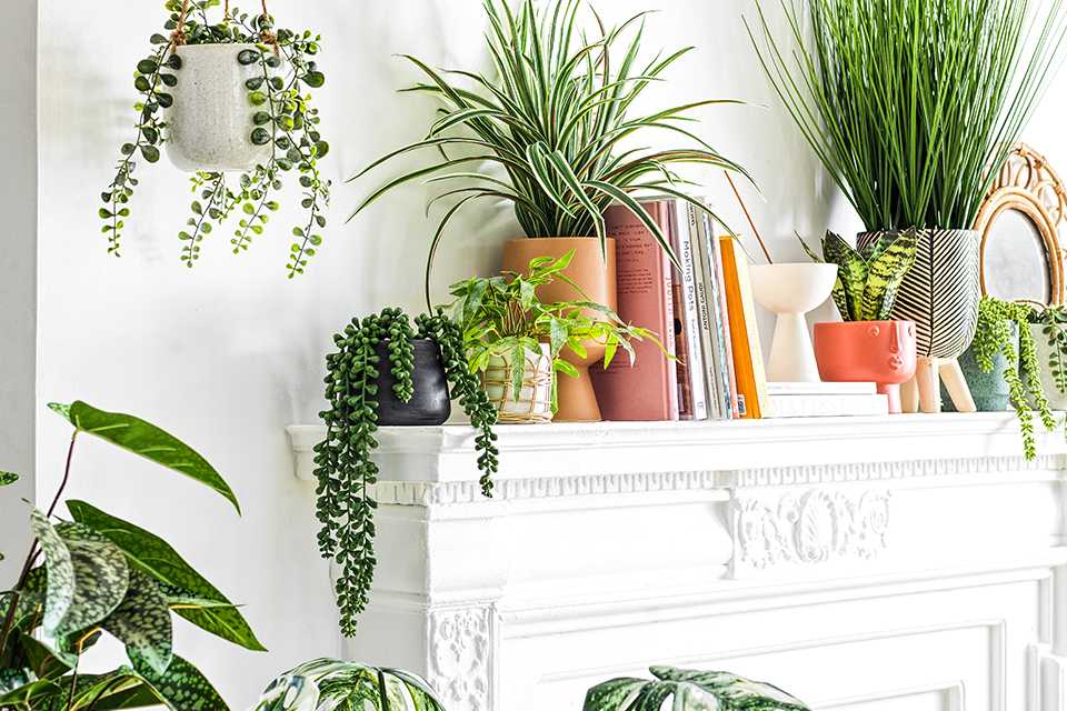 Different indoor plants on a mantel.