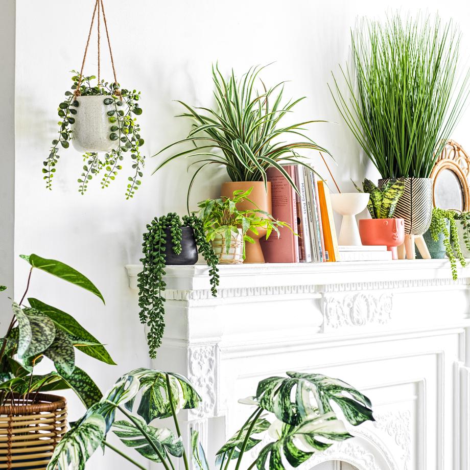 Create the perfect summer vibe using plants.