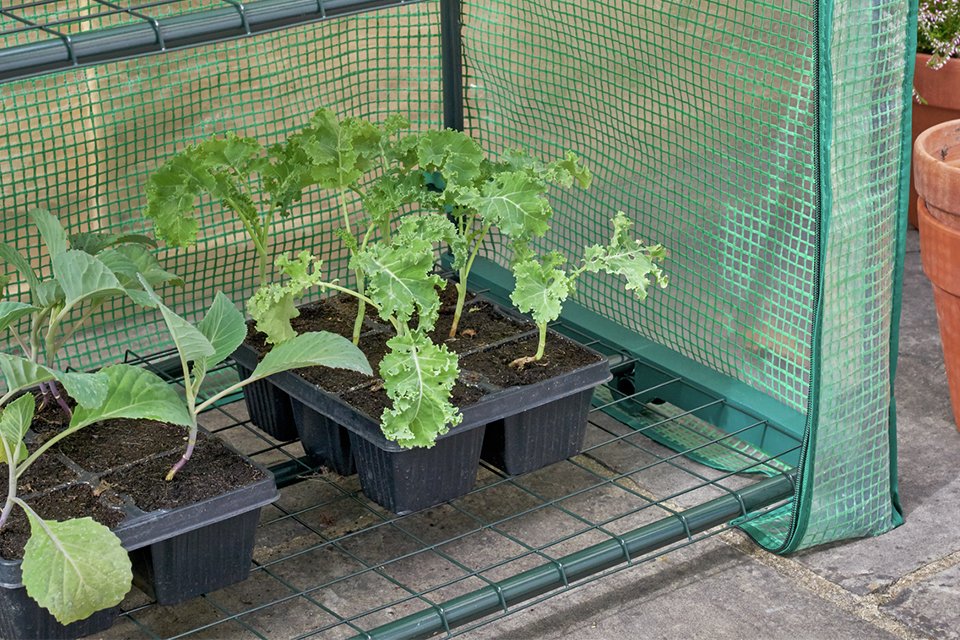 A close up image of McGregor 2 tier mini greenhouse.
