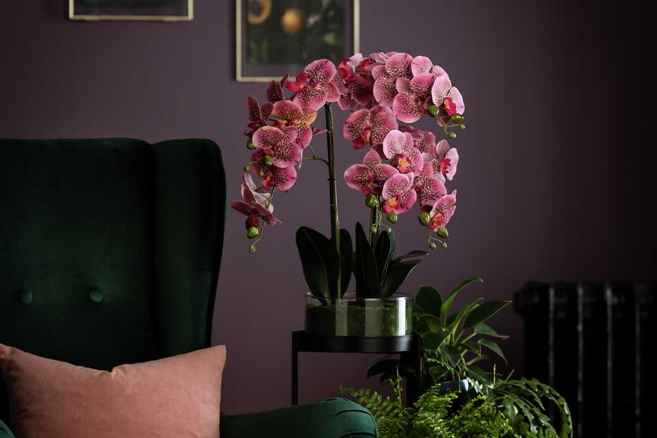 A Habitat pink orchid.