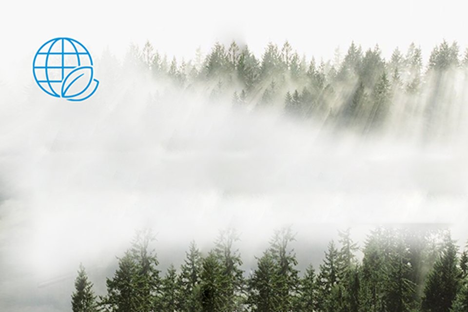 A foggy pine forest.