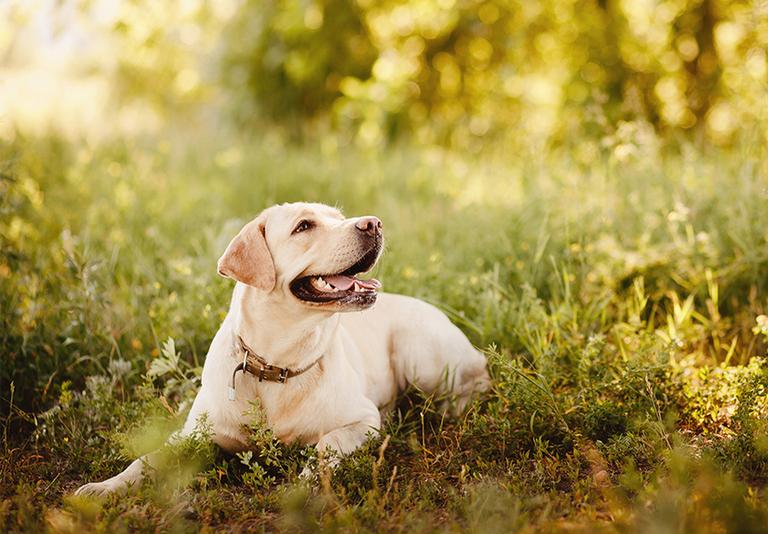 Pet Supplies Pet Shop Argos