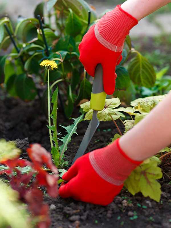 Weeding tools and tips. Learn which tools are best for keeping those pesky weeds away from your garden. Shop now.