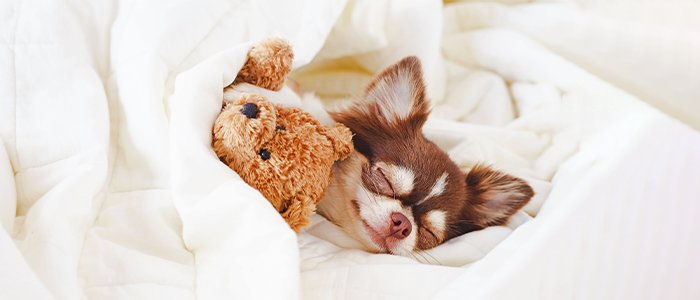 Argos pet accessories Clearance