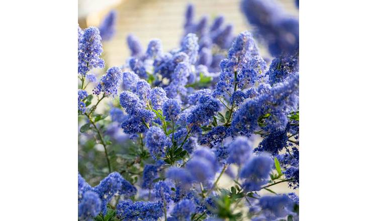 Marshalls Garden Ceanothus 'Blue Mound' - 9cm Plant