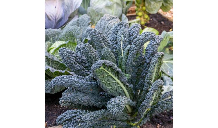 Marshalls Garden Kale Seeds 'Black Magic' F1 - 50 Seeds