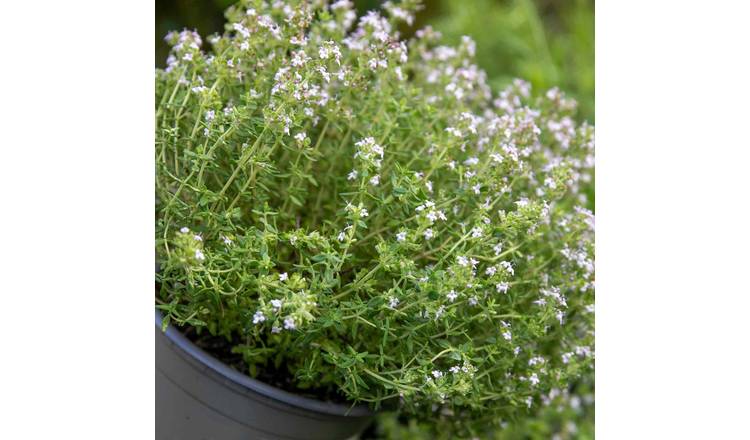 Marshalls Garden Thyme Vulgaris - 1 Litre Plant