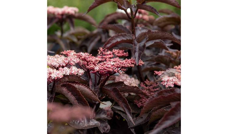 Marshalls Garden Sambucus Nigra 'Black Tower' 3 Litre Plant