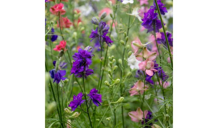 Unwins Larkspur Seeds 'Unwins Choice Blend' - 300 Seeds