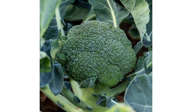 Unwins Broccoli Seeds 'Green Magic' - 40 Seeds