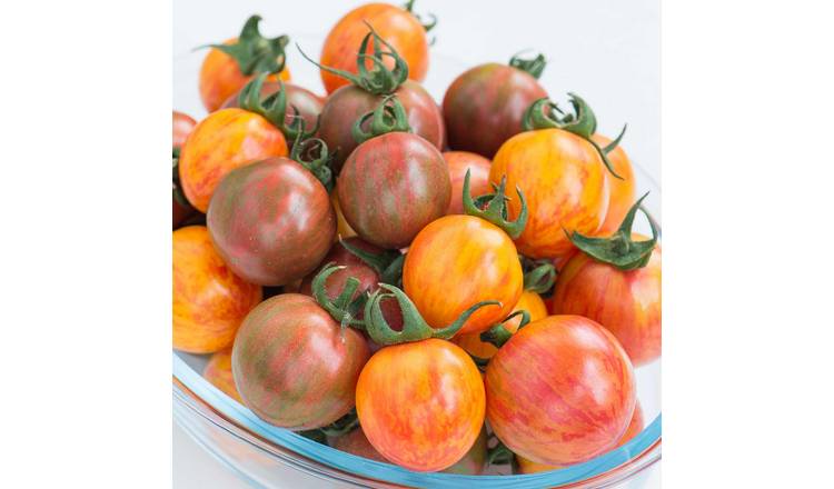 Marshalls Garden Tomato Seeds Bumble Bee Mix - Striped Cherry Tomatoes -10 Seeds