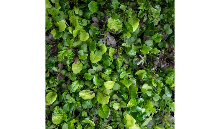 Marshalls Garden Salad Seeds 'Bright & Spicy' Mix - 500 Seeds