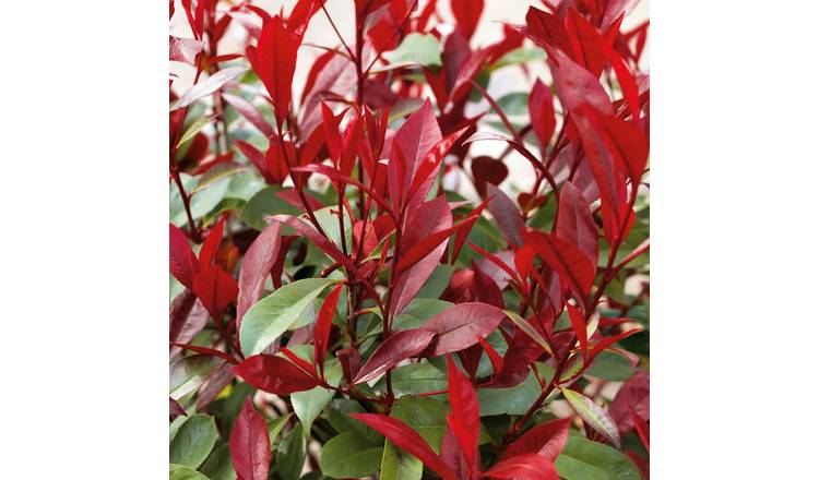 Marshalls Garden Photinia 'Red Robin' Hardy Evergreen Shrub - 9cm Plant