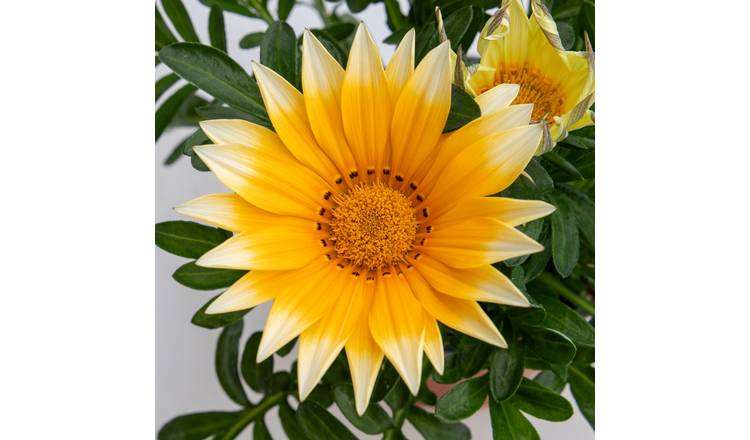 Unwins Gazania Seeds 'Sunny Side Up' - 25 Seeds