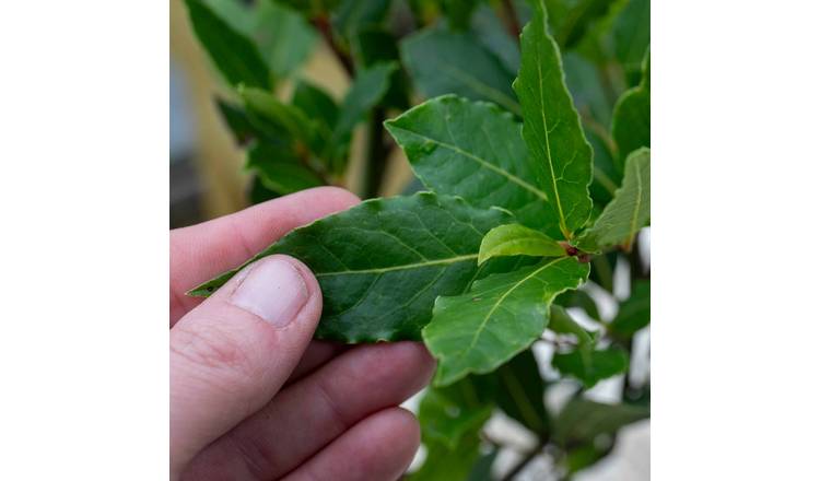 Marshalls Garden Kitchen Bay Tree - 3 x 14cm Plants