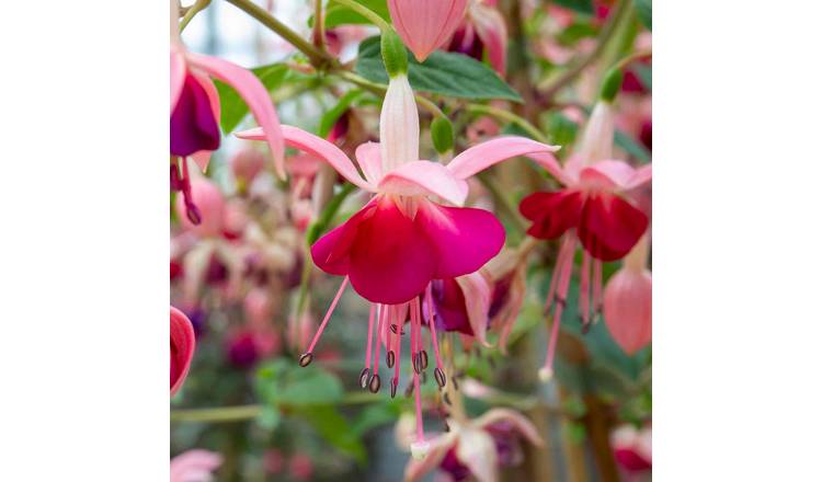 Marshalls Garden Fuchsia 'Paula Jane' - 3 Litre Plant