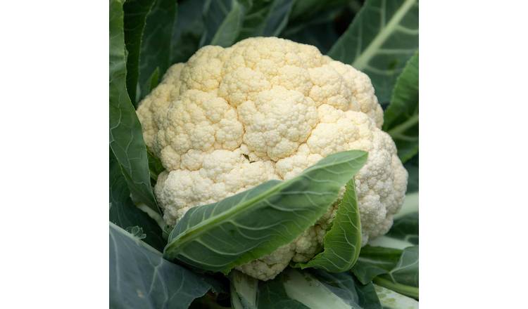 Marshalls Garden Cauliflower Seeds Tirza - Early Compact Heads - 40-Seeds