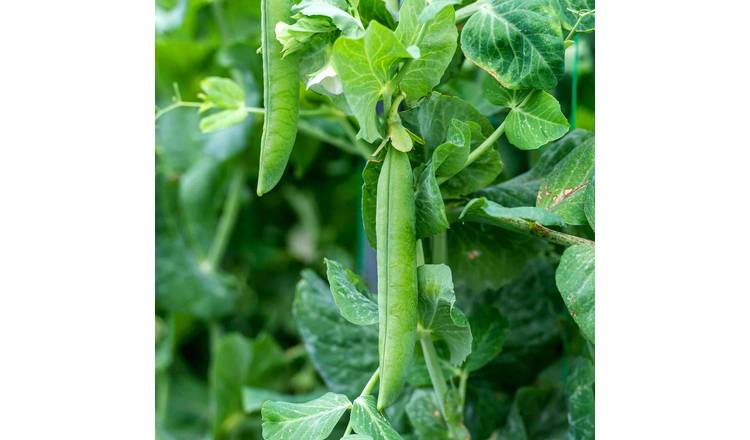Marshalls Garden Pea Seeds 'Utrillo' Rhs Agm - 150 Seeds