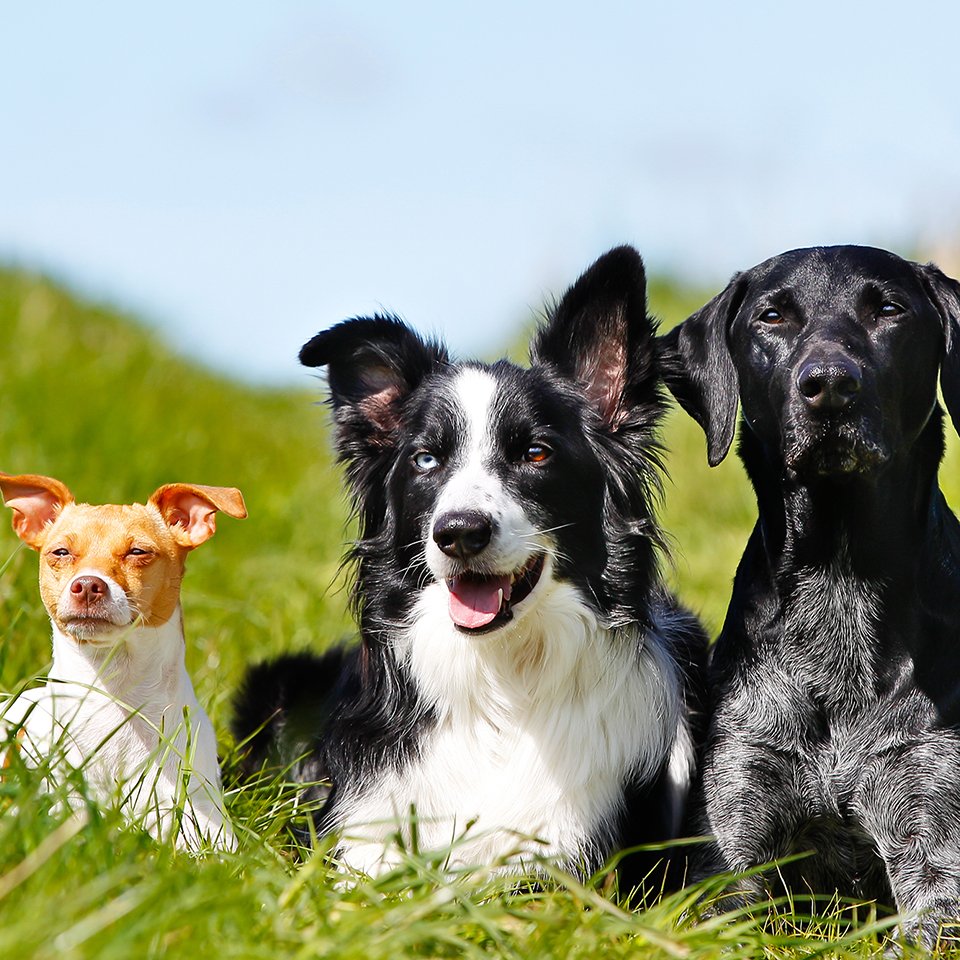 Three dogs
