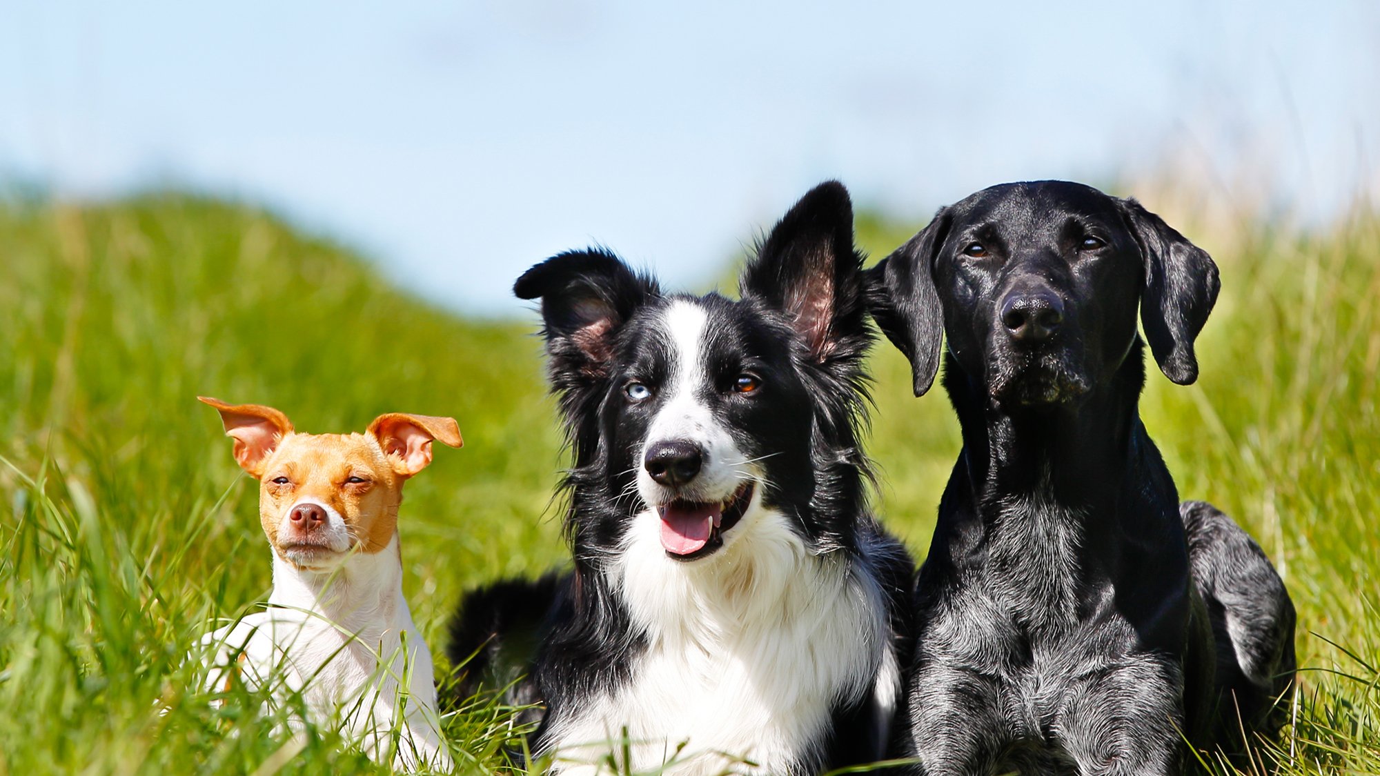 Pet guides