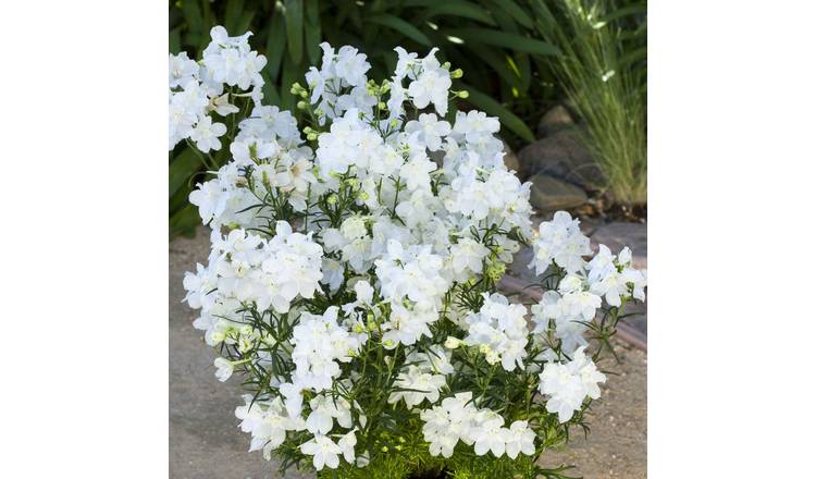 Marshalls Garden Delphinium Seeds 'Hunky Dory White' F1 - 8 Seeds