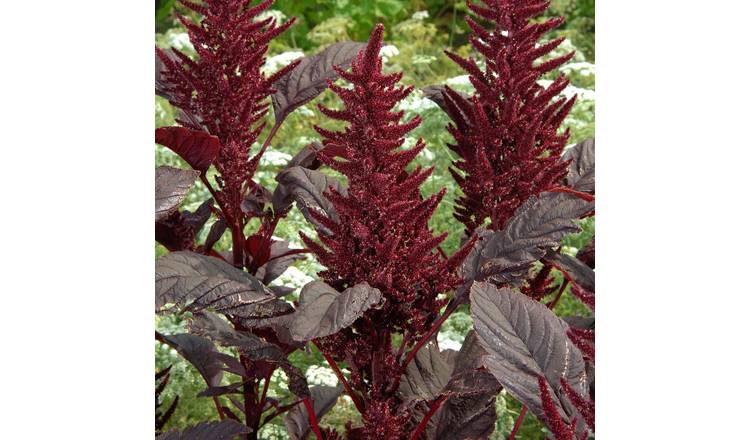 Marshalls Garden Amarathus Seeds 'Velvet Curtains' - 1000 Seeds