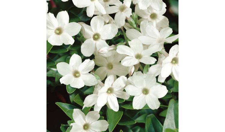 Marshalls Garden Jasmine Climbing Plant  - 9cm Plant