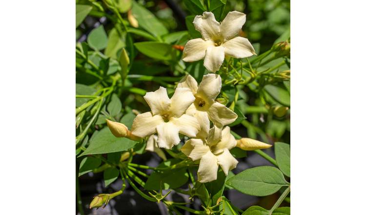 Marshalls Garden Jasmine 'Clotted Cream'  Hardy  Plant - 9cm Plant