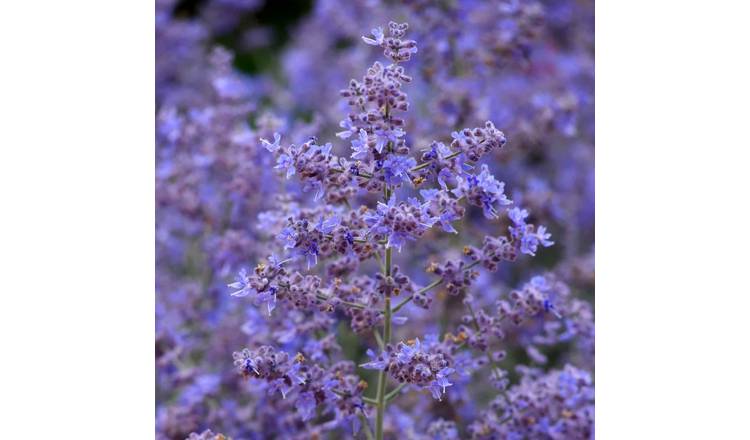 Marshalls Garden Perovskia Seeds 'Bluesette' - 6 Seeds
