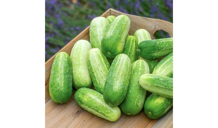 Marshalls Garden Cucumber Seeds 'Picklebush' - 15 Seeds
