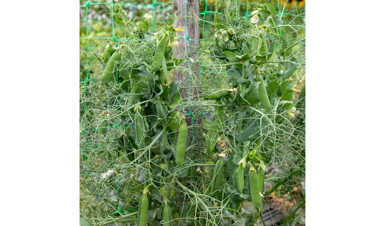 Marshalls Garden Pea Seeds Ruselargo, Maincrop, Disease Resistant - 300 Seeds