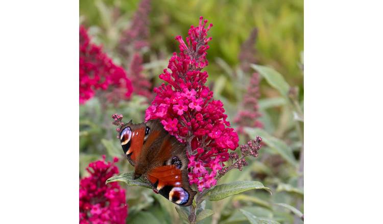 Marshalls Garden Buddleja 'Butterfly Candy Little Ruby' - 7.5 Litre Plant
