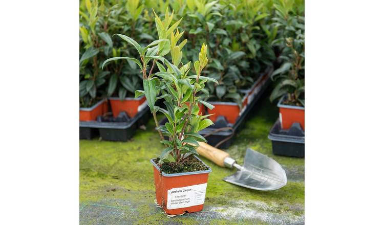 Marshalls Garden Sarcococca Hookeriana 'Winter Gem' - 9cm Plant