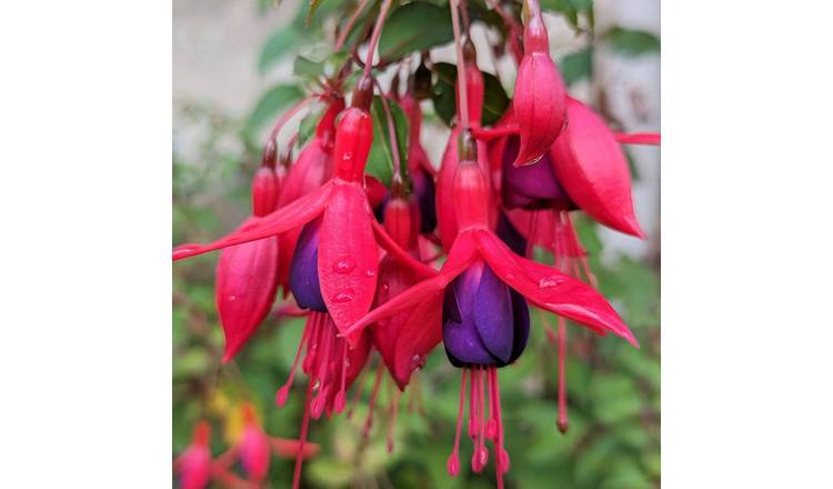 Marshalls Garden Fuchsia Hardy 'Mrs Popple' Pack - 3 x 9cm Plants