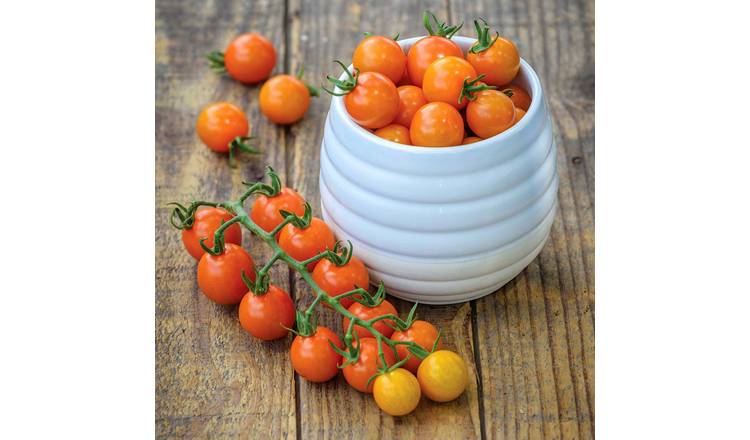 Marshalls Garden Sungold Cherry Tomato Seeds 'Honeycomb' - 15 Seeds