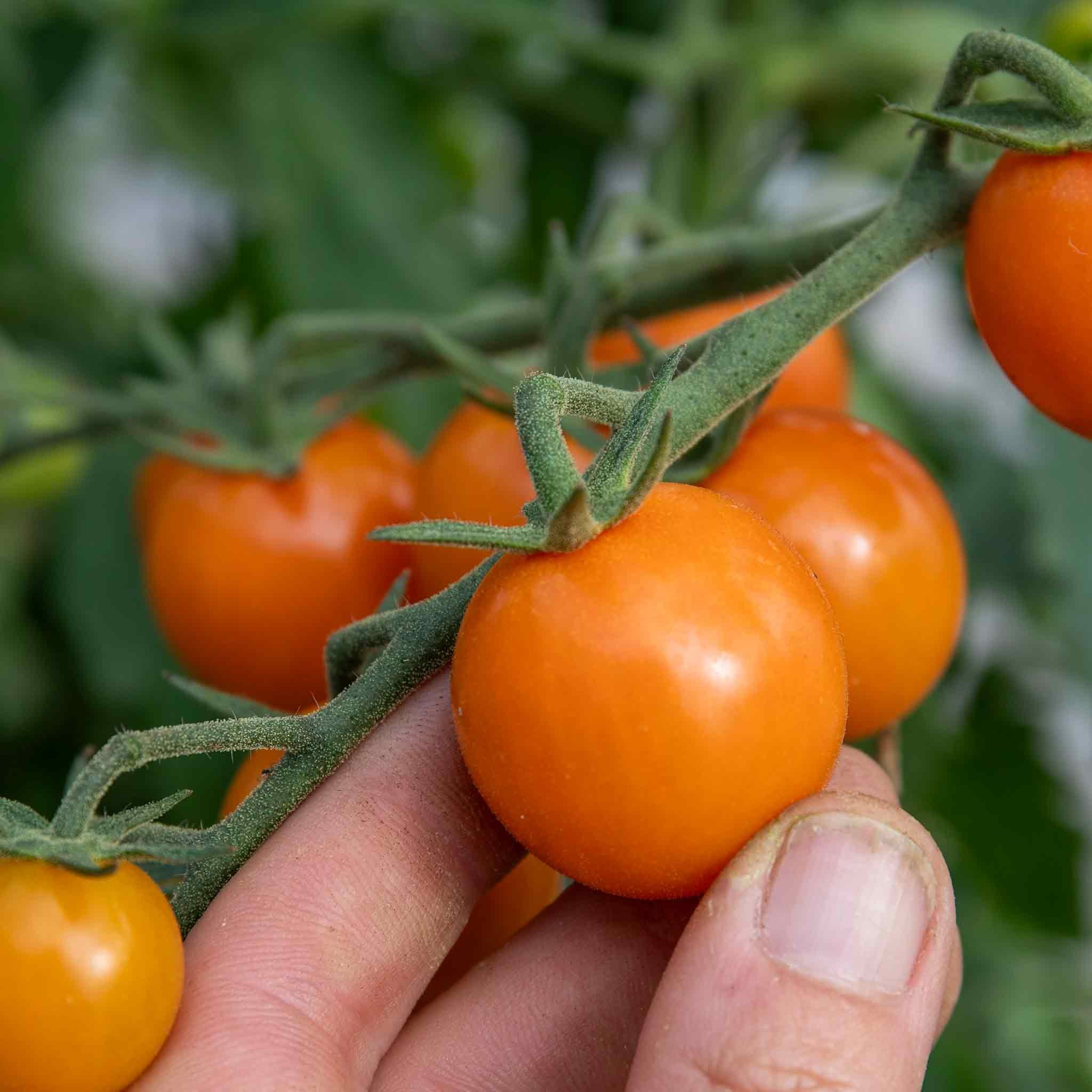 Marshalls Garden Sungold Cherry Tomato Seeds 'Honeycomb' - 15 Seeds - Image 2