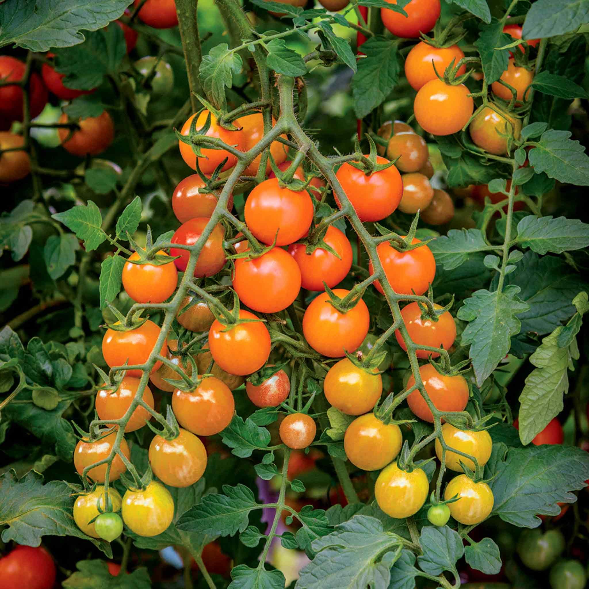 Marshalls Garden Sungold Cherry Tomato Seeds 'Honeycomb' - 15 Seeds - Image 3