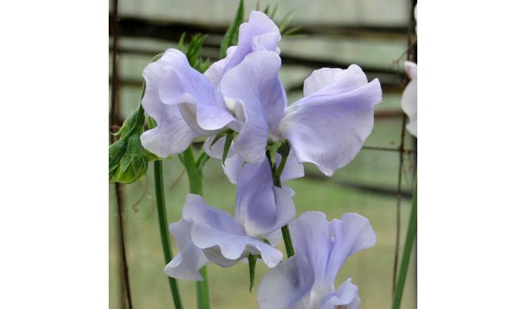 Unwins Sweet Pea Seeds 'Ballerina Blue' - 21 Seeds