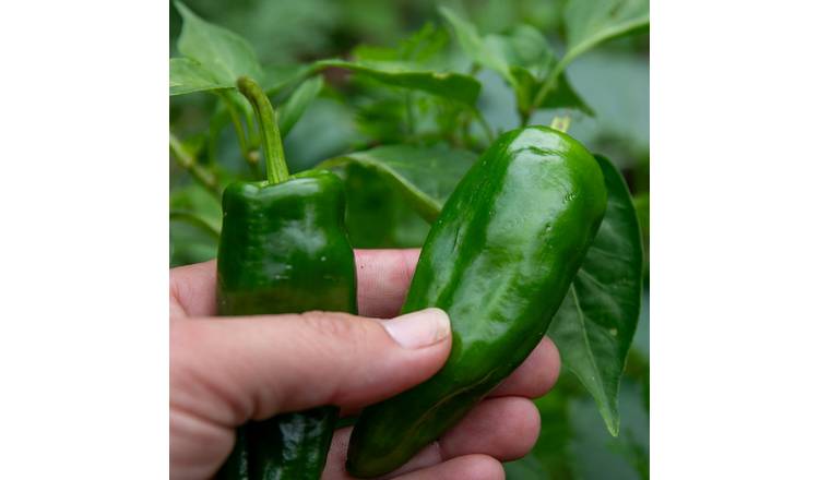 Marshalls Garden Padron Chilli Pepper Seeds - Spanish Tapas Variety - 10 Seeds