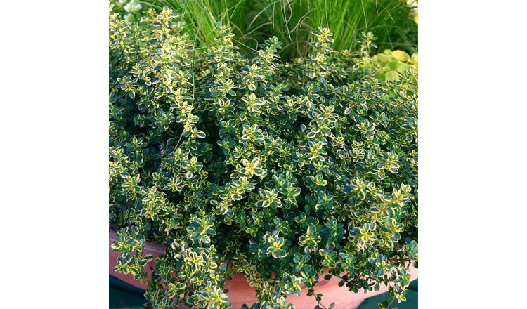 Marshalls Garden Thyme 'Lemon Variegated ' - 1 Litre Plant