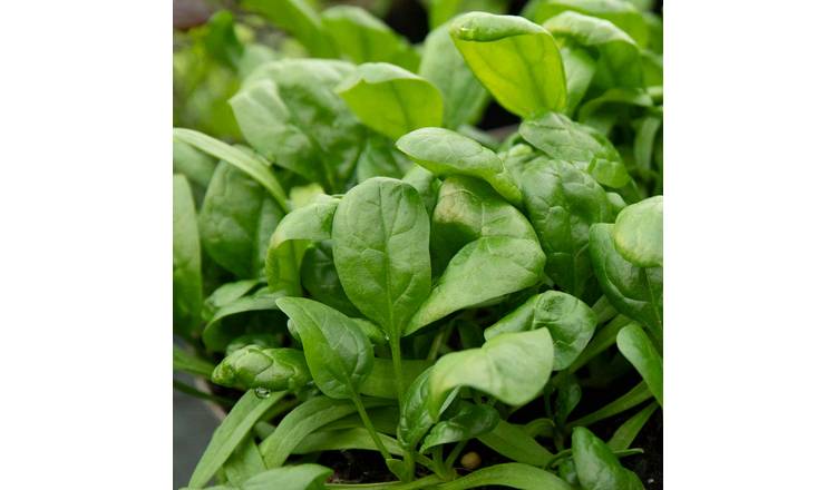 Marshalls Garden Spinach Seeds 'America' - 500 Seeds