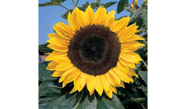 Unwins Sunflower Seeds 'Giant Single' - 45 Seeds