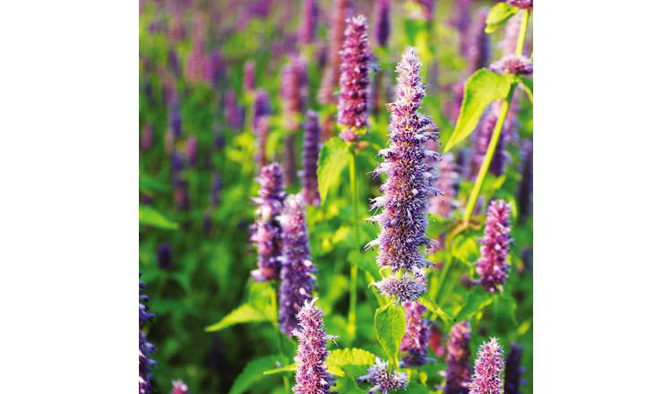 Unwins Agastache Seeds 'Lavender Blue' - 50 Seeds