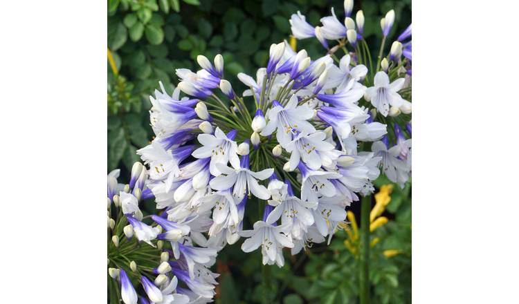 Marshalls Garden Agapanthus 'Twister' - 3 x 9cm Plants