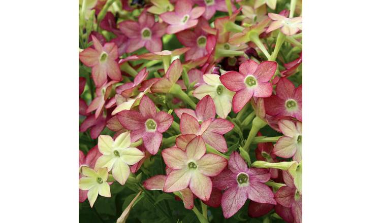 Marshalls Garden Nicotiana Seeds 'Cuba Lime Purple Bicolour' - 50 Seeds