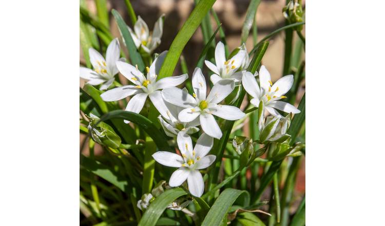 Marshalls Garden Chive ‘Garlic’ - 3 x 9cm Plants