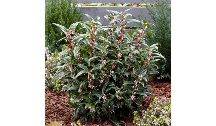 Marshalls Garden Sarcococca Hookeriana 'Winter Gem' - 3 x 9cm Plants