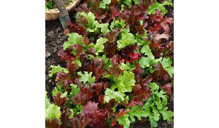 Marshalls Garden Salad Bowl Mix Lettuce -1500 Seeds