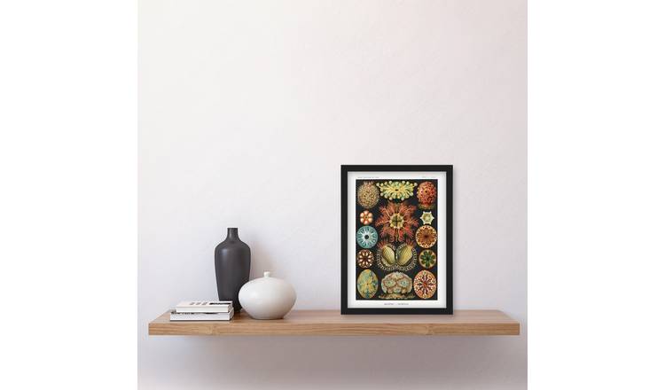 Ernst Haeckel Ascidiae Colourful Marine Life Framed Art Print - A4